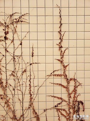 日常生活的美麗