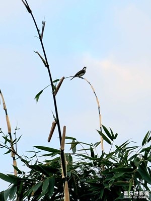 看似一幅畫，人來(lái)鳥不驚。