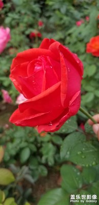 【難忘2020】紅紅火火