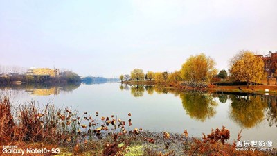 入冬后的一縷黃