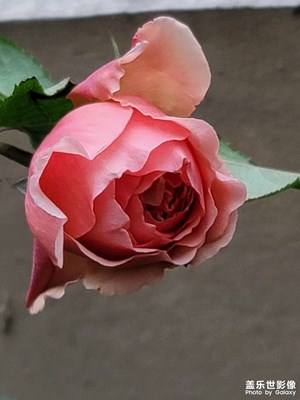 冬天陽(yáng)臺(tái)上月季花