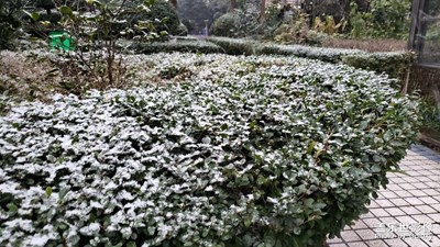 2021年成都的雪