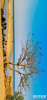 一棵有故事的樹，等你來