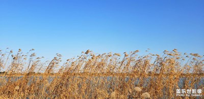 巴溪洲頭，唯美蘆葦蕩
