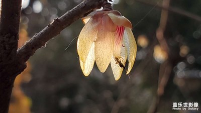 【隨拍的樂(lè)趣】+暗香浮動(dòng)