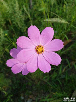 【隨拍的樂趣】+掃帚梅花