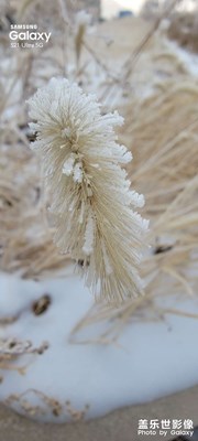 今晨霧鎖長春，卻一片美景！