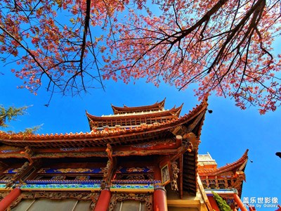 【光影記】美麗的冬櫻花