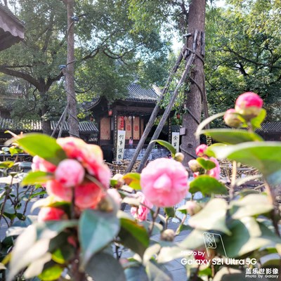 成都的春天開始了