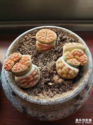 生石花，風(fēng)信子，大蒜