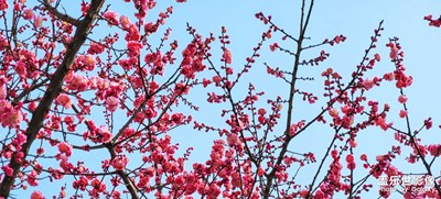 【遇見美好】+春日