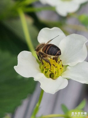 草莓??花－草莓??