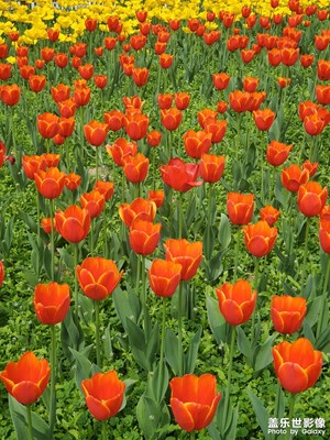 漂亮的郁金香??