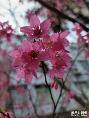 桃花園里的桃花笑  春來到