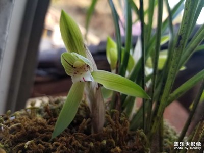 蘭花香?。?！