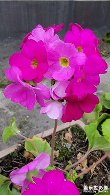 【福致新春】+新年新氣象