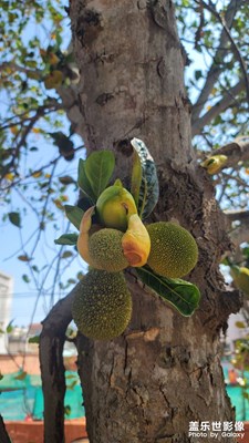 回鄉(xiāng)下過年啦