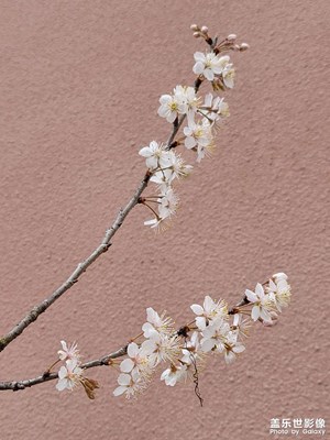 偷來(lái)梨芯三分白
借的梅花一縷魂