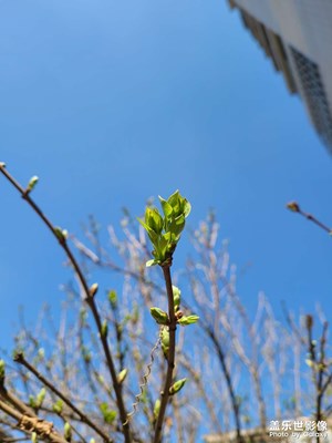 我愛我的城，春到人間草木知