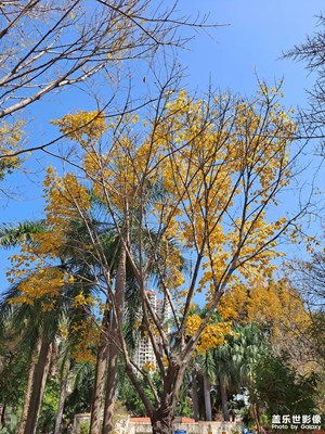 樹葉黃了