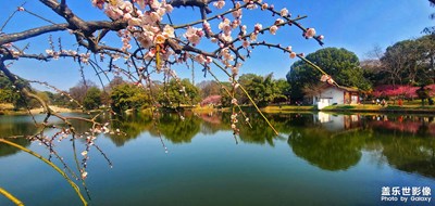 東湖一角之梅園