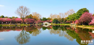 【疏影橫斜，暗香浮動(dòng)】橘洲梅園大賞