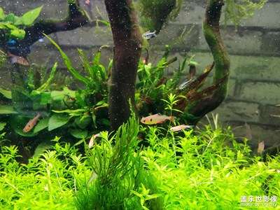 悠閑自在的魚