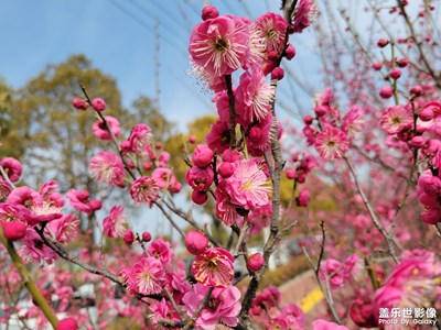 S21+鏡頭下的梅園