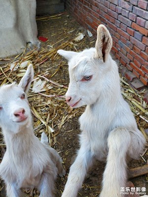 單身久了，看小羊都眉清目秀的