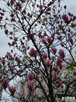 花開啦小區(qū)里面的春天