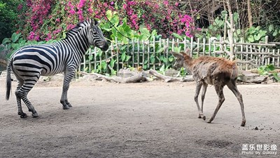 長(zhǎng)鹿一日游