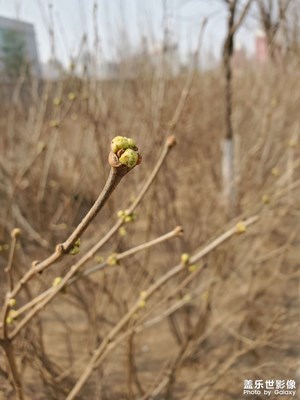 春風不度玉門關