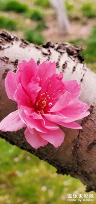 萬紫千紅總是春