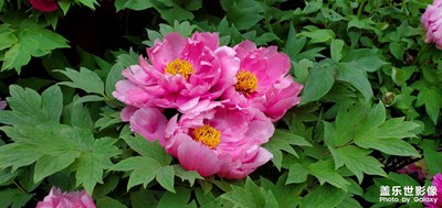 發(fā)幾張照片