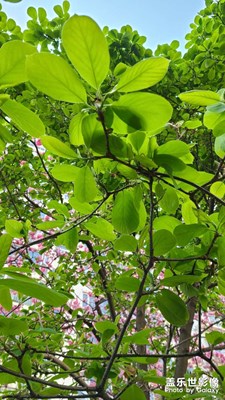 小區(qū)里面的春天