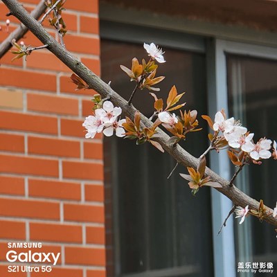 陰雨連綿，但是小花還是開了