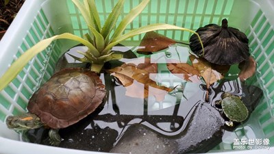 六六有伴咚啦??