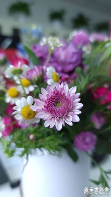 花兒朵朵開