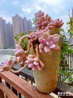 多肉花卉