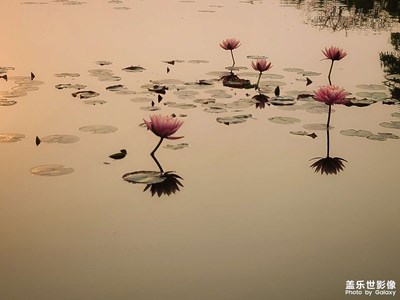 【光影魅力】+晚霞中的睡蓮