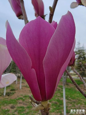 喜歡拍花