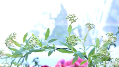 花兒開