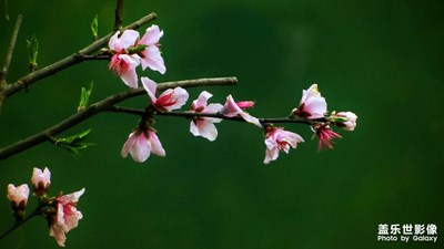 【春之歌】+桃花正艷（2）