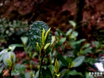 春之味，茶香意濃