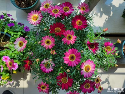 辦公一角也有春色