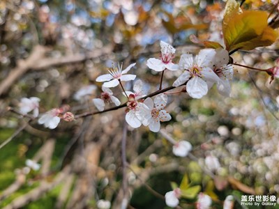 【光影魅力】+世紀公園之春