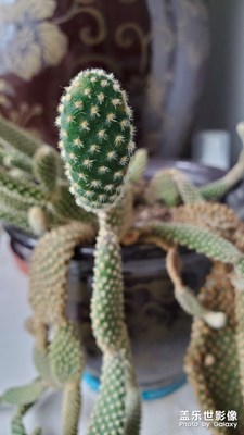 都在曬S21的微距，我也曬曬S10e的蹭熱度