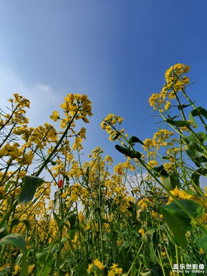 鄉(xiāng)村時光