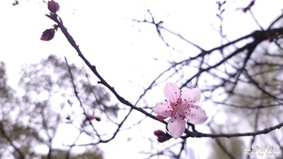 春之韻