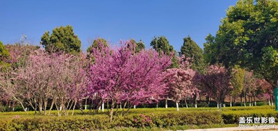 春天的花